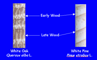 EarlyandLate Growth comparison